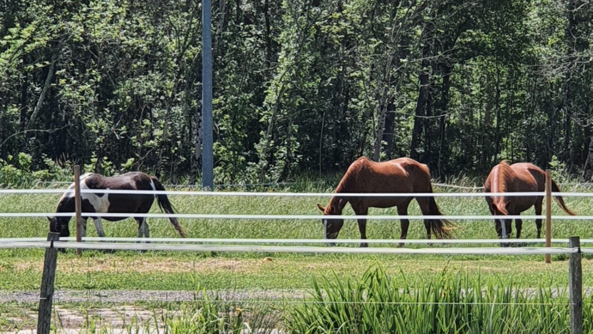 les chevaux de la ferme en gironde